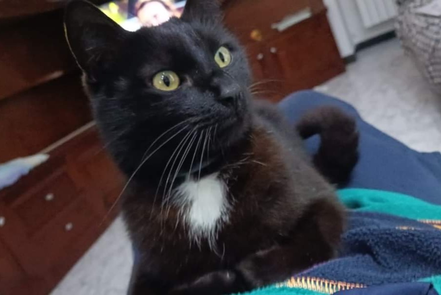 Alerte Disparition Chat Mâle , 6 ans Racconigi Italie