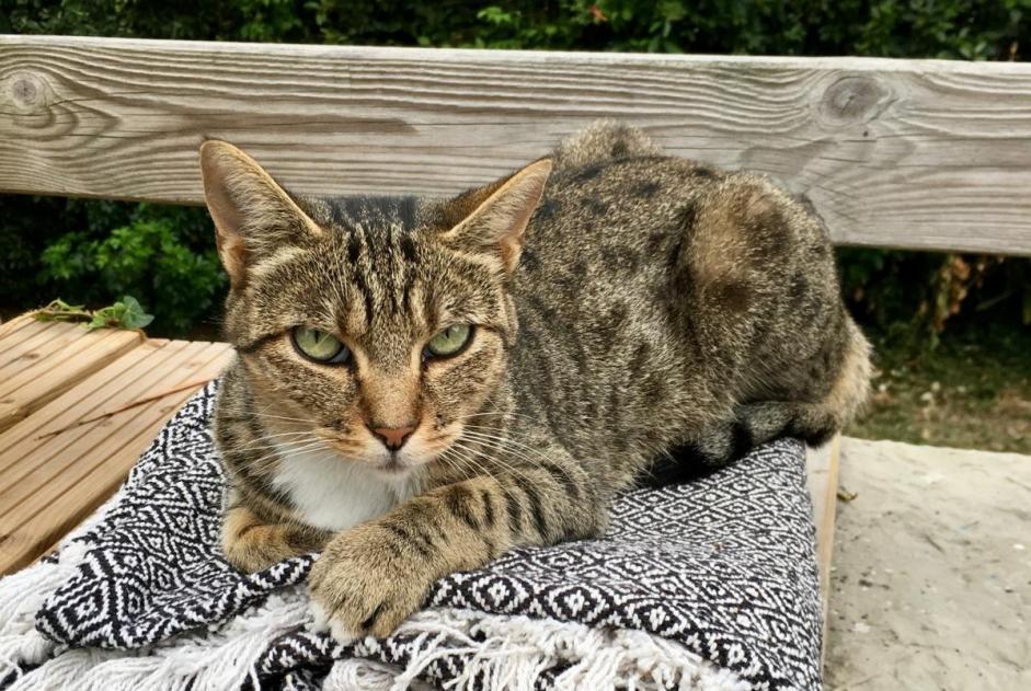 Alerte Disparition Chat Femelle , 5 ans Anglet France