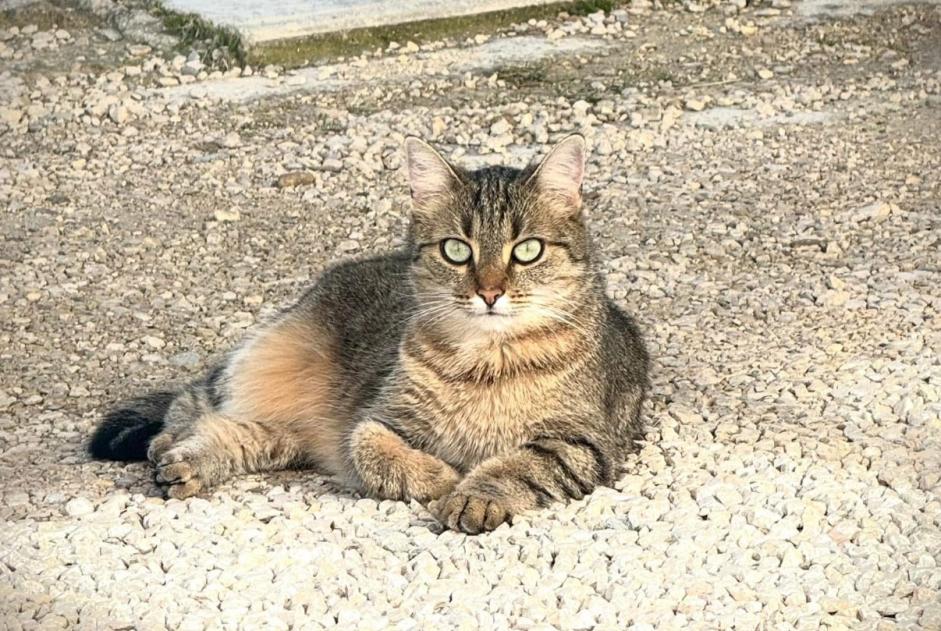 Alerte Disparition Chat Femelle , 5 ans Maillane France