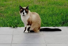 Alerte Disparition Chat croisement Femelle , 8 ans Damgan France