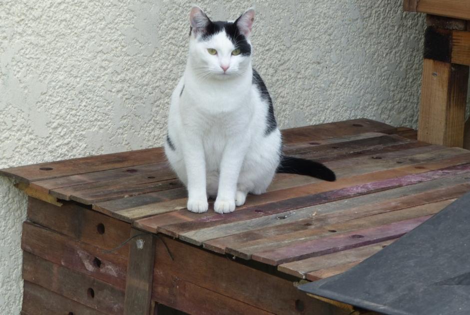 Alerte Disparition Chat  Femelle , 7 ans Blaignan France