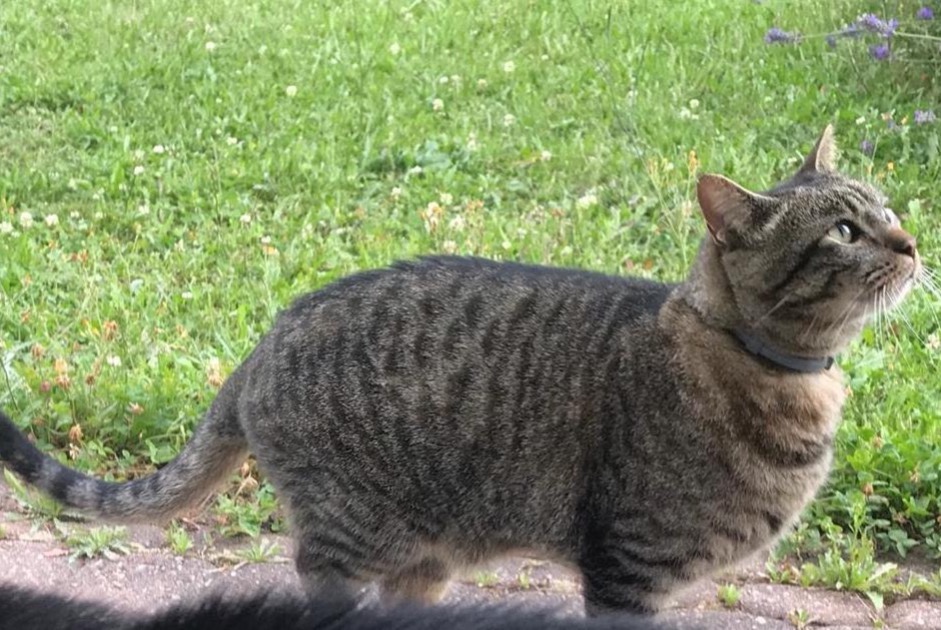 Alerte Disparition Chat croisement Mâle , 11 ans Cottens Suisse