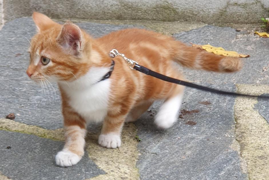 Alerte Disparition Chat croisement Mâle , 1 ans Le Landeron Suisse