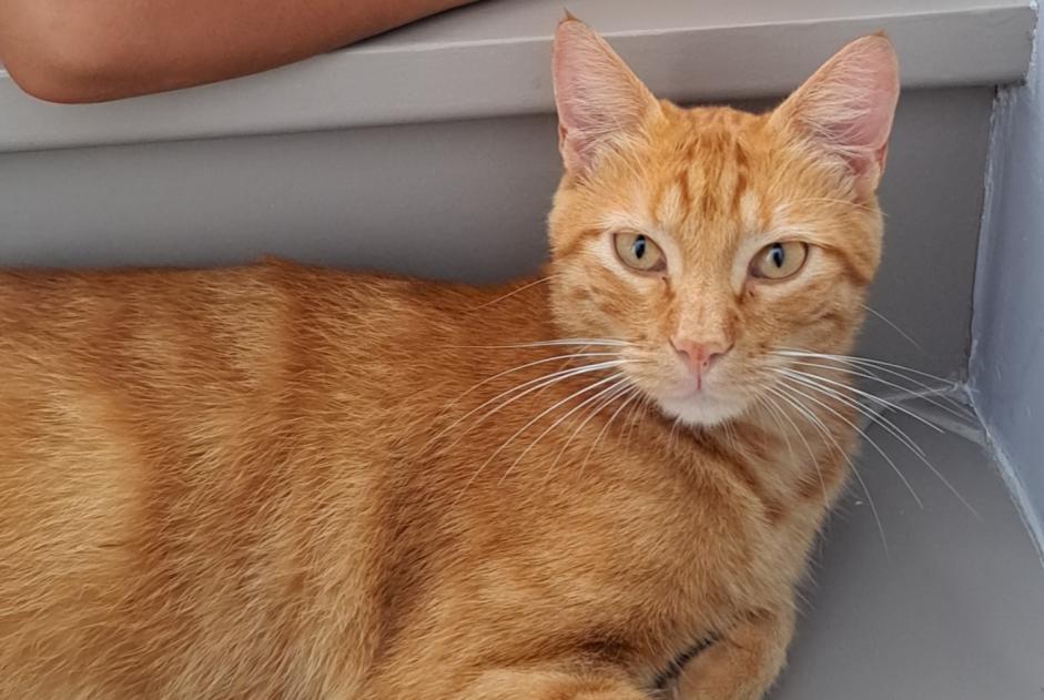 Alerte Disparition Chat croisement Mâle , 2 ans La Tour-de-Salvagny France