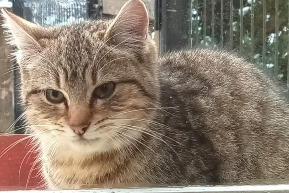 Alerte Découverte Chat croisement Femelle Maîche France