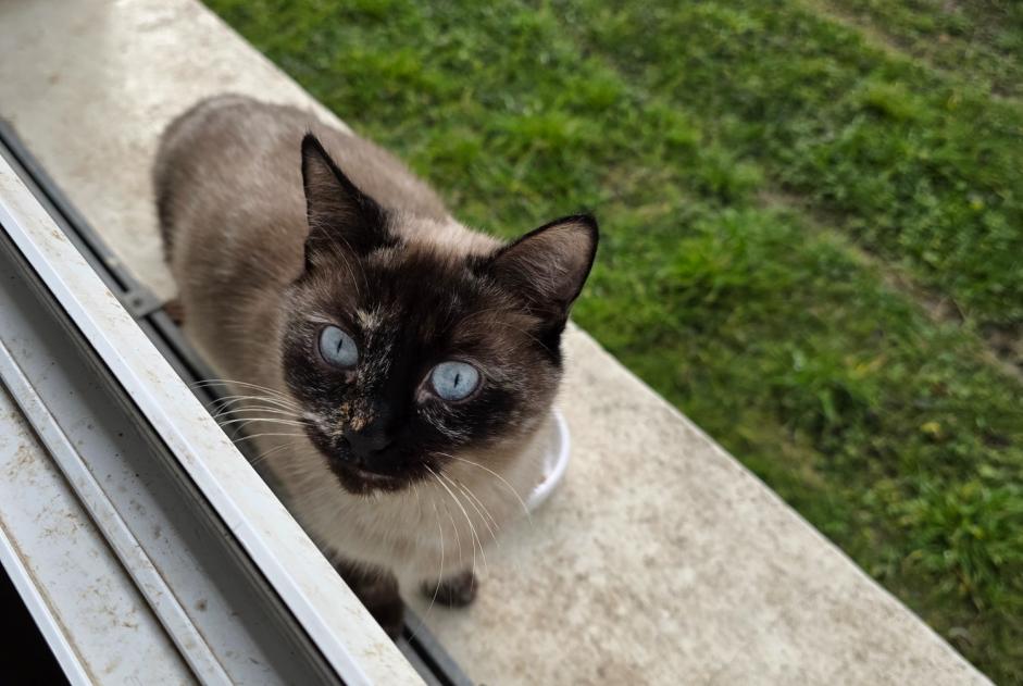 Alerte Découverte Chat Inconnu Argenteuil France