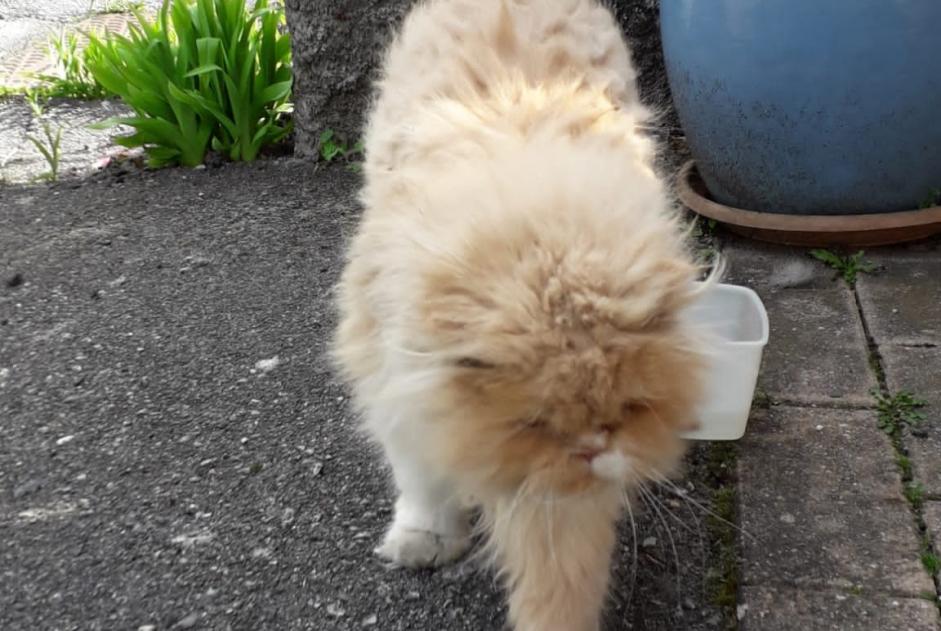 Alerte Découverte Chat Inconnu Conthey Suisse