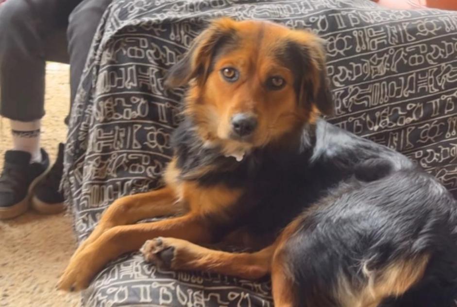 Alerte Disparition Chien croisement Femelle , 2 ans Bettola Italie