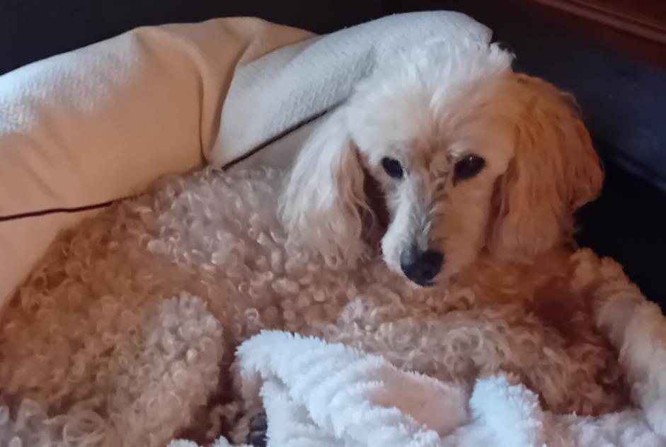 Alerte Disparition Chien  Mâle , 15 ans Garigny France