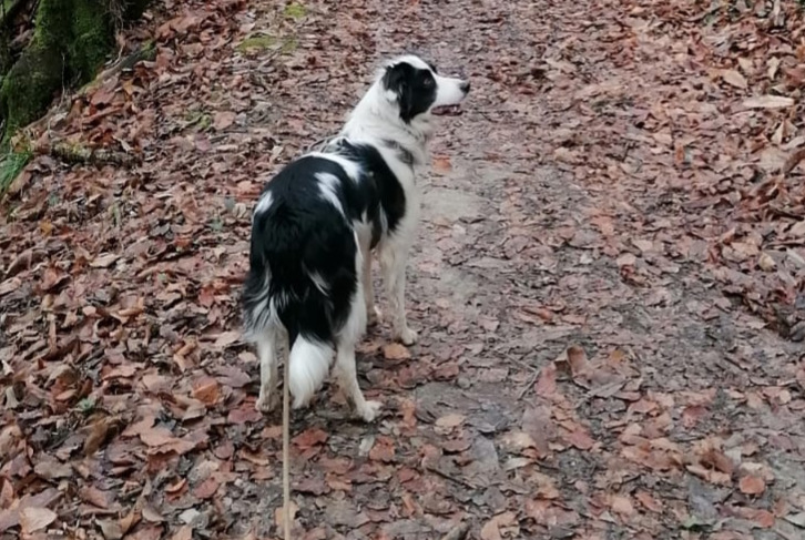 Alerte Disparition Chien  Femelle , 4 ans Le Pont-de-Beauvoisin France