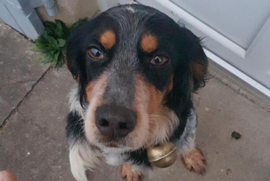 Alerte Découverte Chien croisement Femelle Saint-Georges-Antignac France