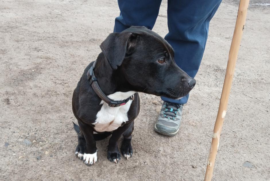 Alerte Découverte Chien Inconnu Vaugneray France