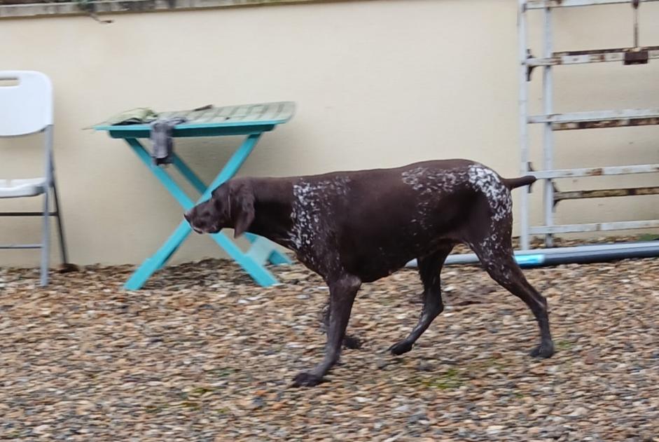 Alerte Découverte Chien  Femelle Estrées-Saint-Denis France