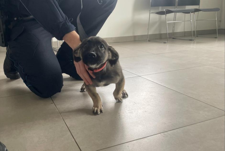 Alerte Découverte Chien croisement Mâle , Entre 1 et 3 mois Louveciennes France