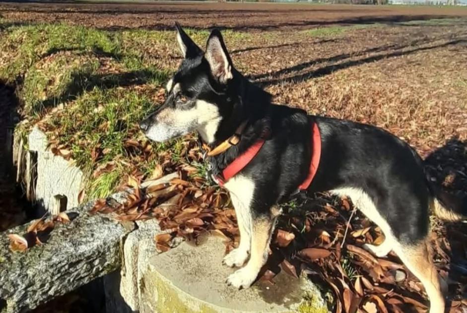 Avviso scomparsa Cane incrocio di razze Femmina , 9 anni Cuggiono Italia