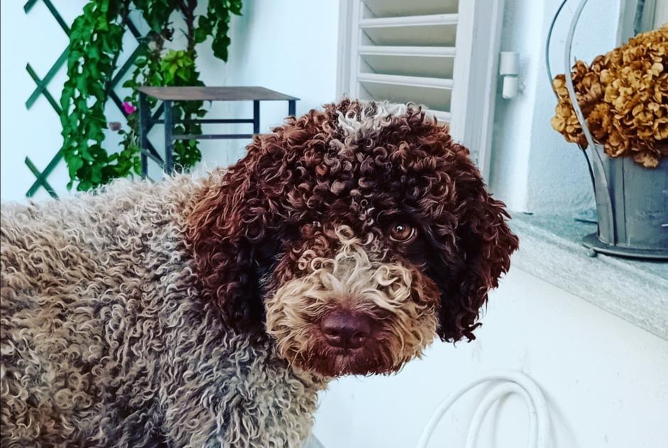 Avviso scomparsa Cane  Femmina , 1 anni San Mauro Torinese Italia