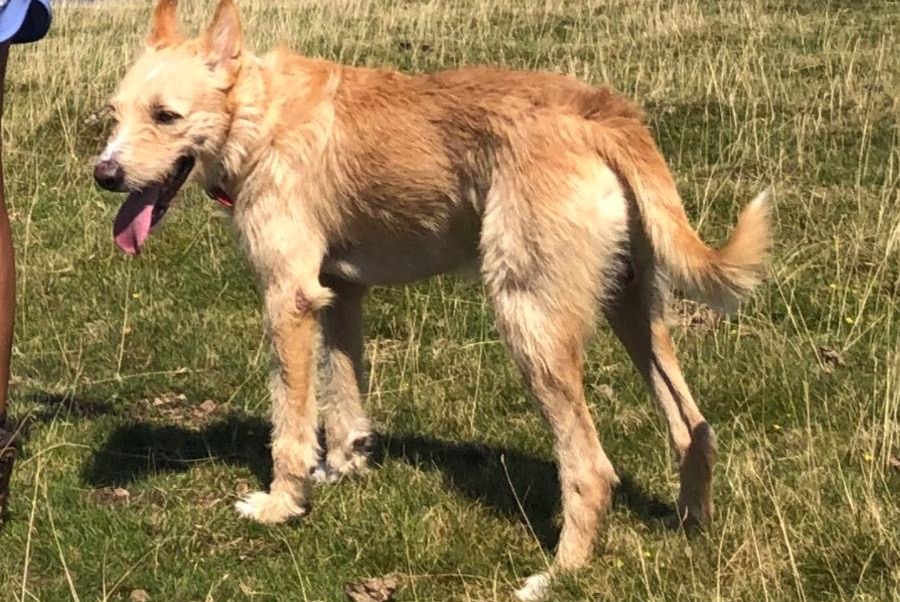 Avviso scomparsa Cane incrocio di razze Maschio , 30 anni Pedralba Spagna