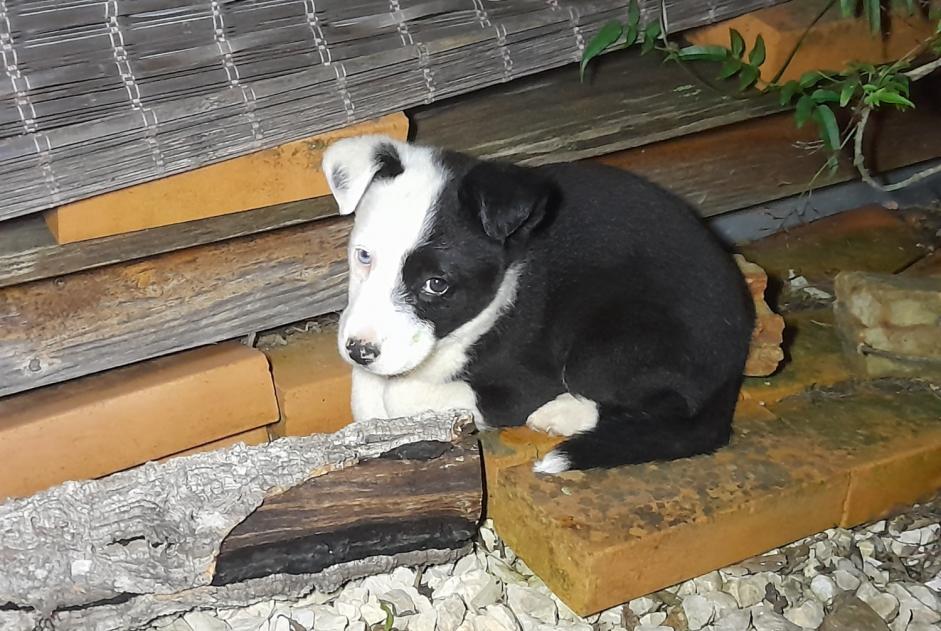 Avviso Ritrovamento Cane incrocio di razze Maschio São Marcos da Serra Portogallo