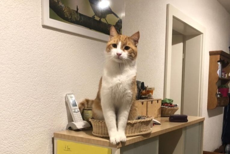 Avviso scomparsa Gatto Maschio , 8 anni Fribourg Svizzera