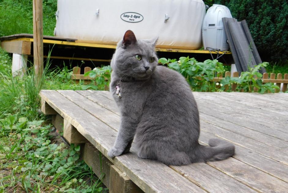 Avviso scomparsa Gatto incrocio di razze Femmina , 9 anni Cheyres-Châbles Svizzera