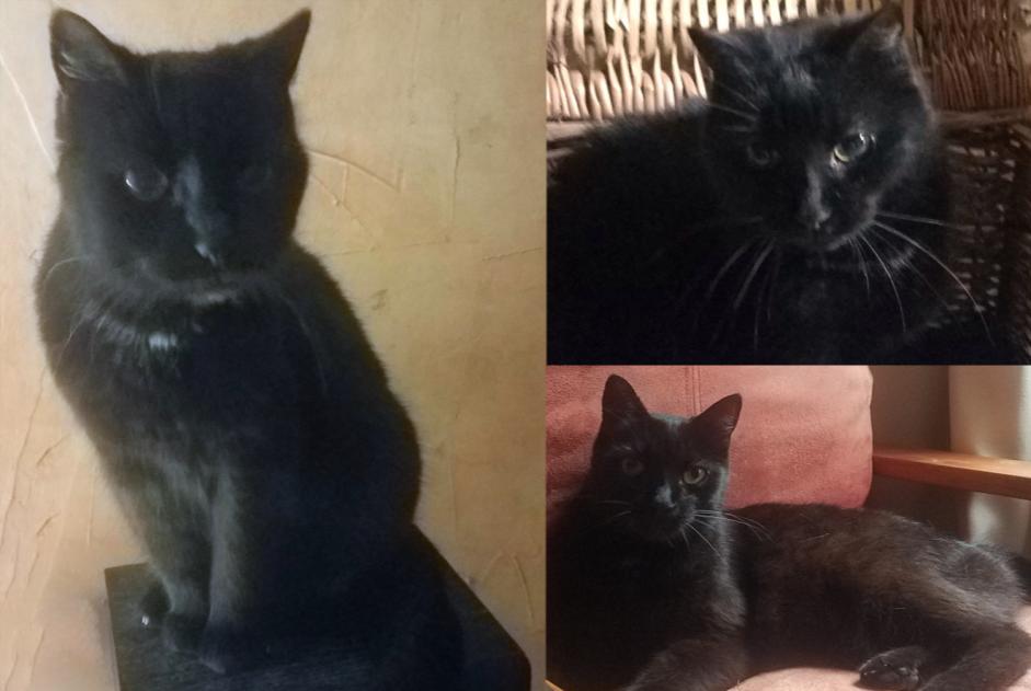 Avviso scomparsa Gatto Femmina , 17 anni Marigny-en-Orxois Francia