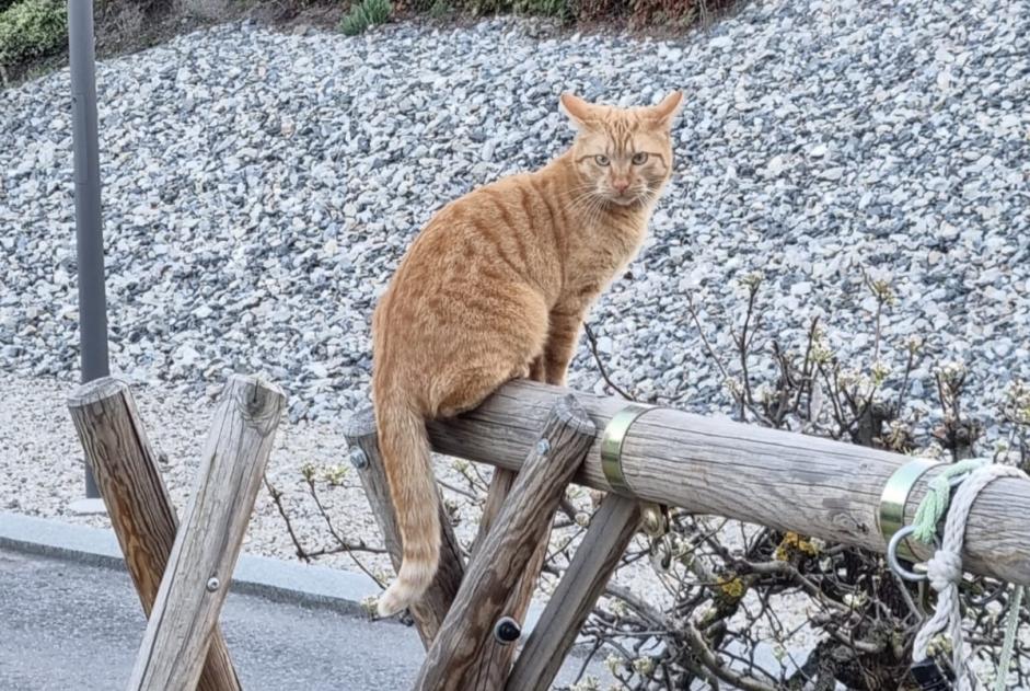 Avviso scomparsa Gatto Maschio , 3 anni Vétroz Svizzera