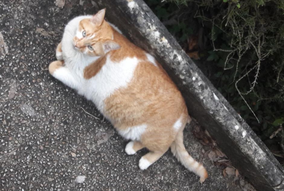 Avviso scomparsa Gatto Maschio , 8 anni Albi Francia