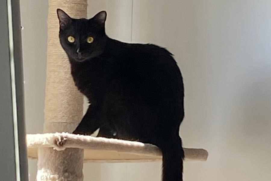 Avviso scomparsa Gatto Femmina , 2 anni Cheseaux-sur-Lausanne Svizzera