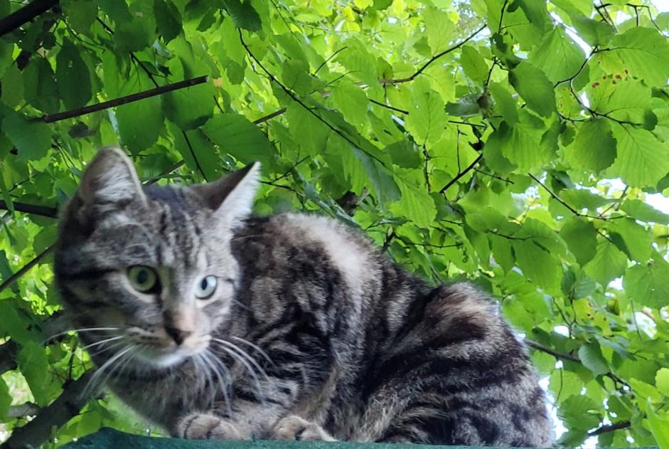 Avviso scomparsa Gatto incrocio di razze Maschio , 2 anni Ottignies-Louvain-la-Neuve Belgio