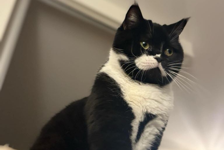 Avviso scomparsa Gatto Maschio , 3 anni Besançon Francia