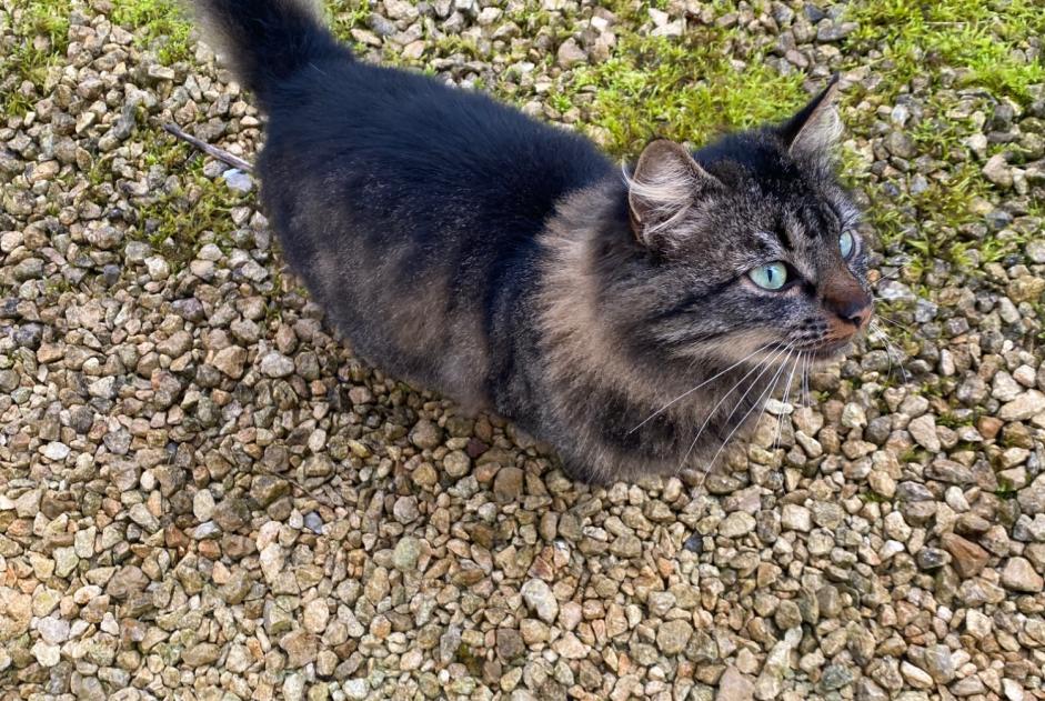 Avviso Ritrovamento Gatto incrocio di razze Maschio Meursac Francia