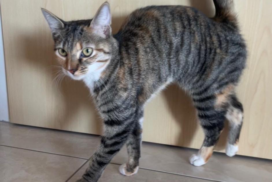 Avviso Ritrovamento Gatto Femmina Neuchâtel Svizzera