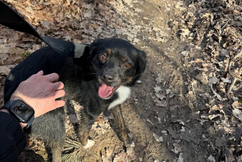 Ontdekkingsalarm Hond rassenvermenging Mannetje Veyrier Zwitserland