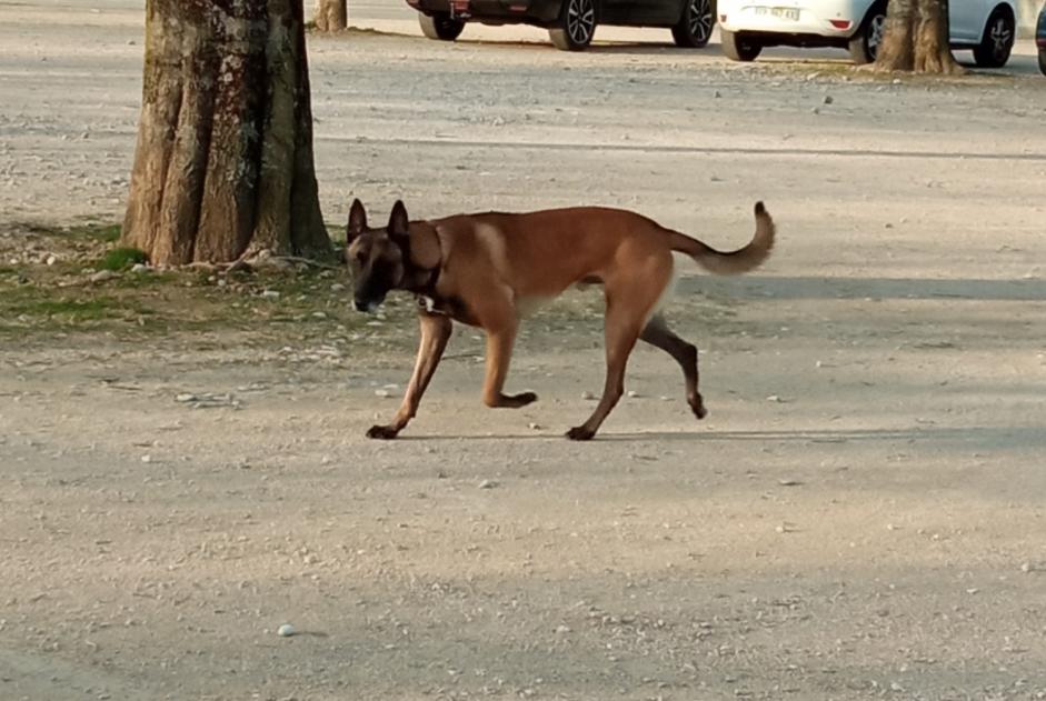 Ontdekkingsalarm Hond  Onbekend Romans-sur-Isère Frankrijk