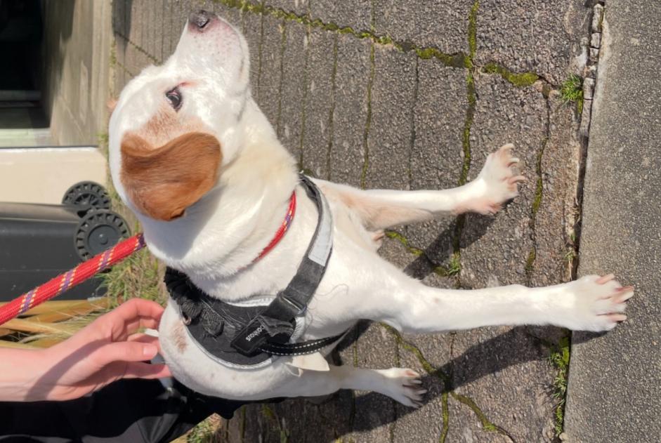 Ontdekkingsalarm Hond Mannetje Chavagne Frankrijk