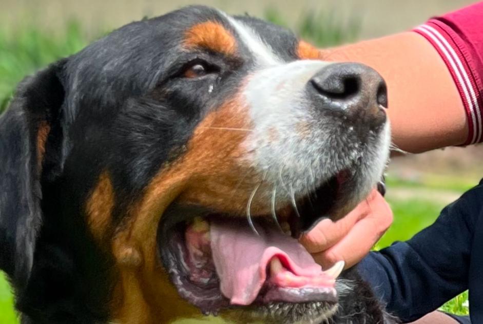 Verdwijningsalarm Hond  Mannetje , 8 jaar Saint-Germain-des-Prés Frankrijk