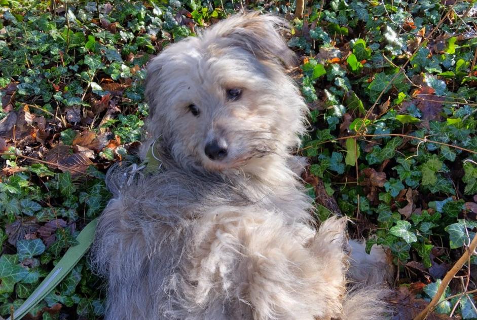 Verdwijningsalarm Hond Mannetje , 1 jaar Namur België