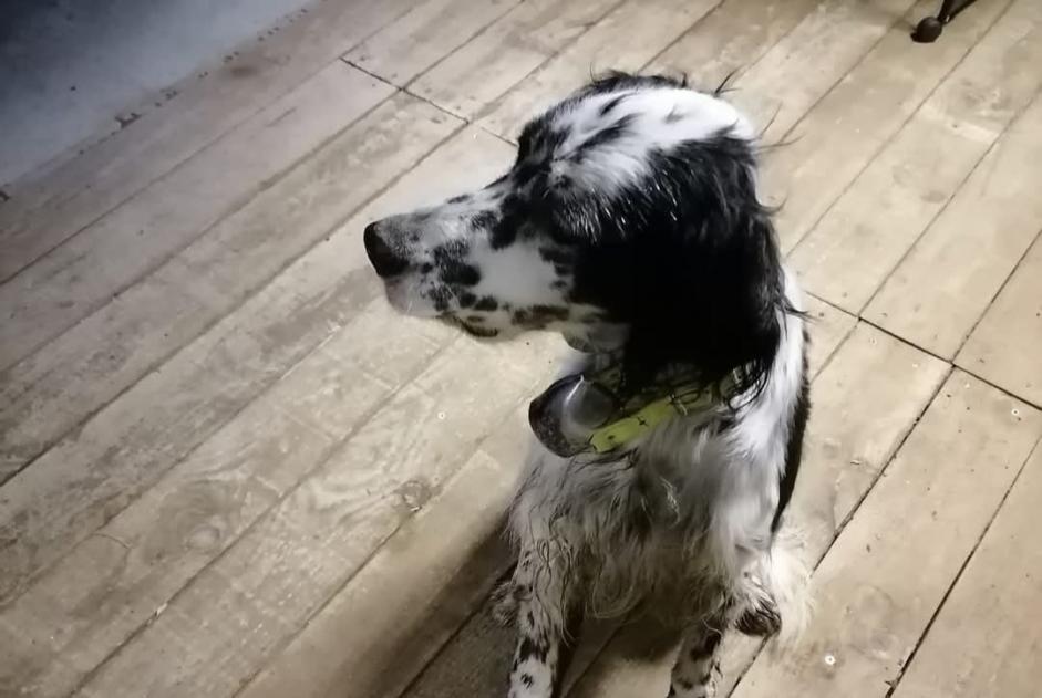 Alerta descoberta Cão  Macho Ygos-Saint-Saturnin France