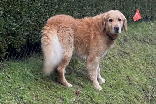 Alerta descoberta Cão  Desconhecido Epalinges Switzerland