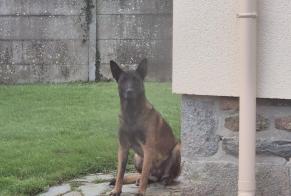 Alerta descoberta Cão  Desconhecido Rânes France