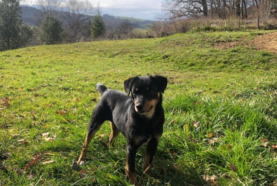 Alerta descoberta Cão Macho Lanoux France