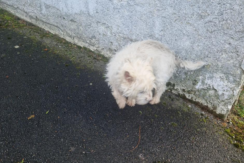 Alerta descoberta Cão cruzamento Macho Poix-du-Nord France