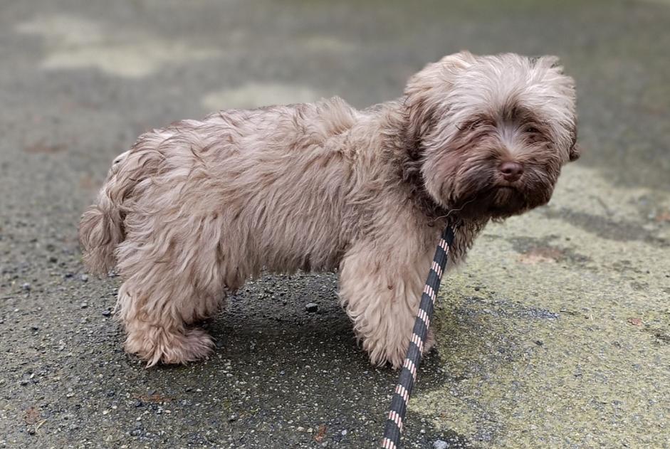 Alerta descoberta Cão  Macho La Guerche-de-Bretagne France