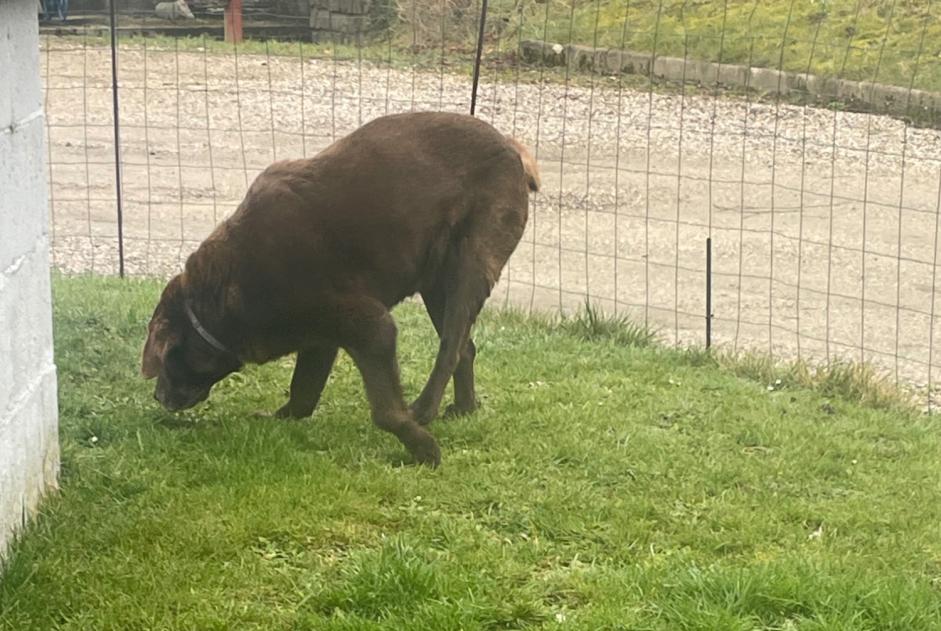 Alerta descoberta Cão  Fêmea Longroy France