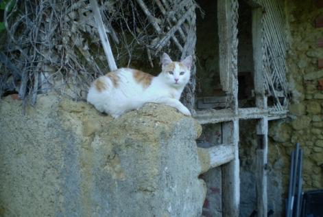 Alerta desaparecimento Gato Macho , 8 anos Marciac France