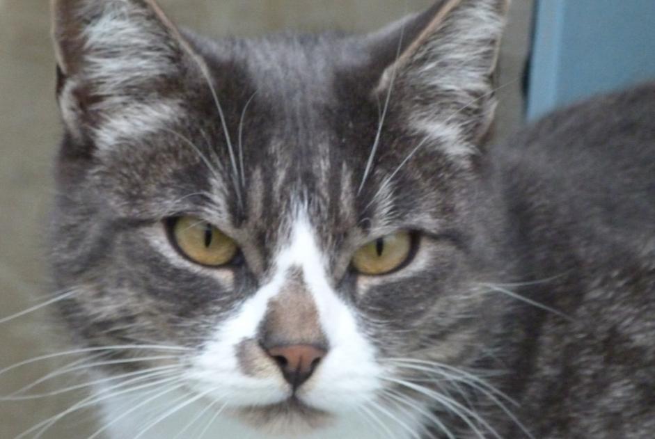 Alerta desaparecimento Gato Macho , 11 anos Brem-sur-Mer France