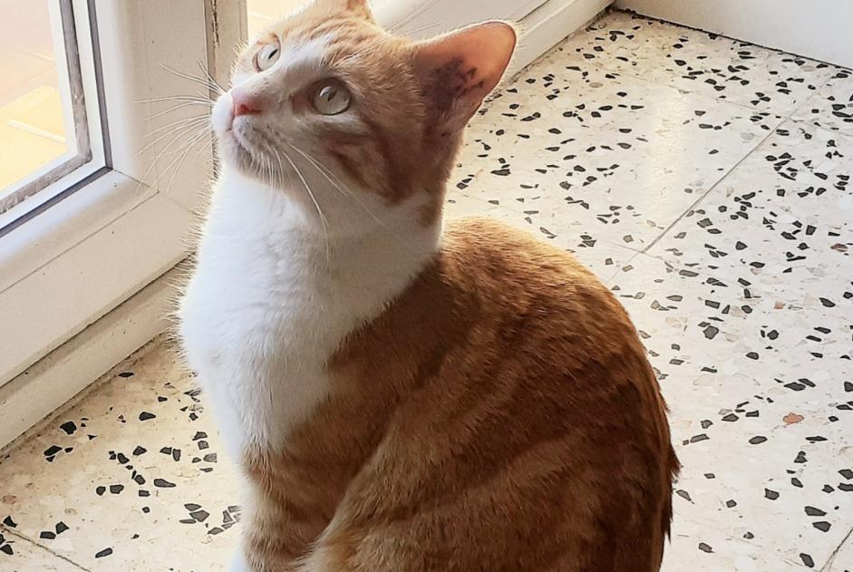 Alerta desaparecimento Gato Macho , 3 anos Miramas France