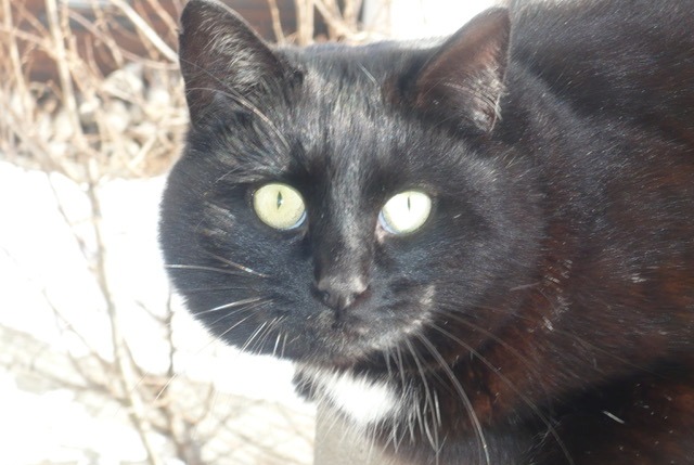 Alerta desaparecimento Gato Fêmea , 22 anos Val de Bagnes Switzerland