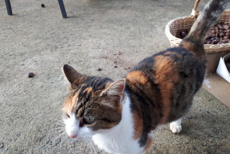 Alerta descoberta Gato cruzamento Fêmea Melle France