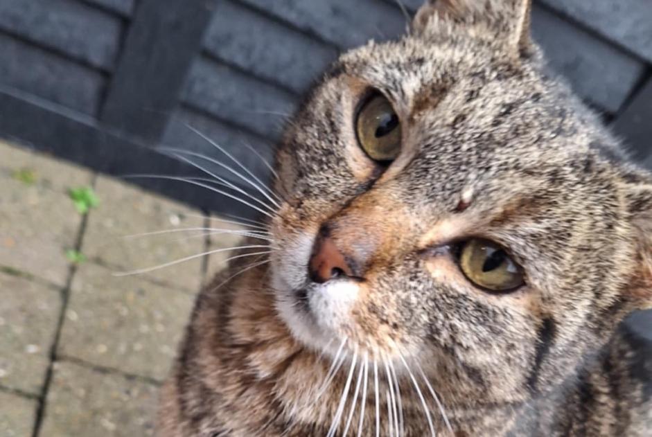 Alerta descoberta Gato Fêmea , 5 anos Boussu Belgium